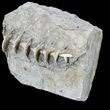 Archimedes Screw Bryozoan Fossil - Illinois #53344-1